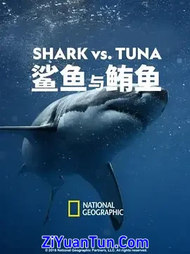 鲨鱼与鲔鱼封面图