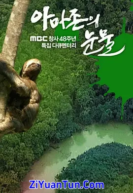 亚马逊的眼泪封面图