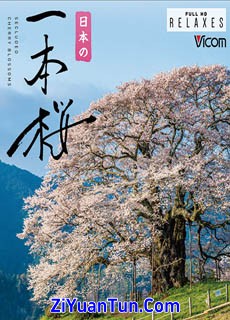 日本の一本樱封面图