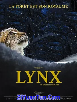 回归自然的猞猁封面图