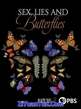 Sex, Lies and Butterflies封面图