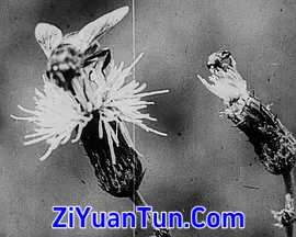 微小的身体：F. Percy Smith的亲密世界封面图