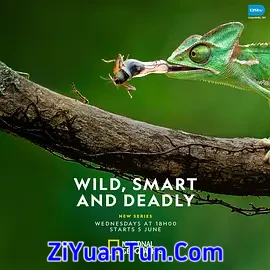 Wild, Smart and Deadly Season 1封面图