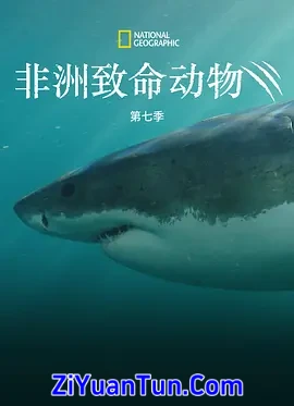 非洲致命动物 第七季封面图