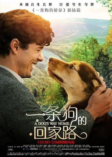 一条狗的回家路封面图