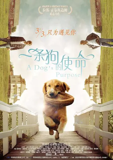 一条狗的使命封面图