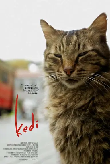 爱猫之城封面图