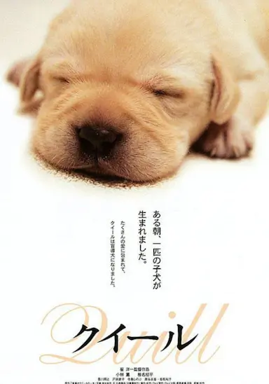 导盲犬小Q封面图