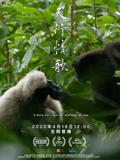 天行情歌封面图