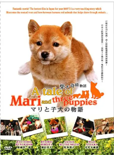 爱犬的奇迹封面图