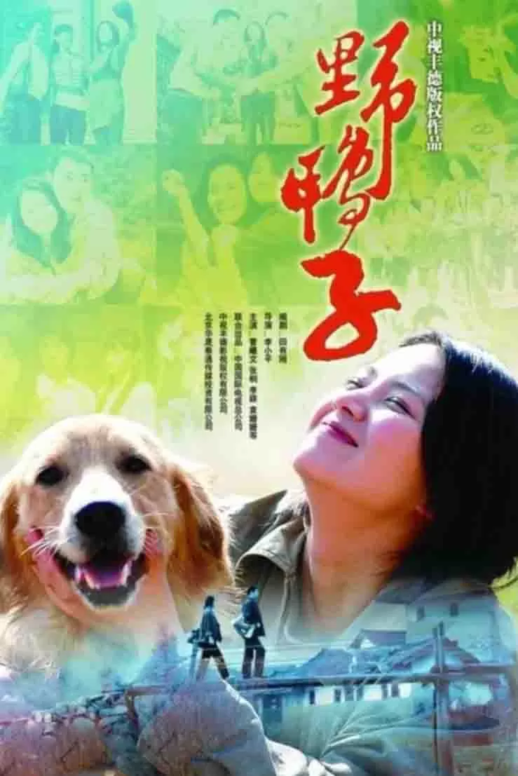 野鸭子封面图