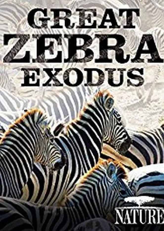 Great Zebra Exodus封面图